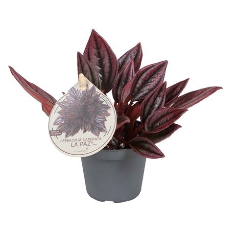 Peperomia caperata 'La Paz'