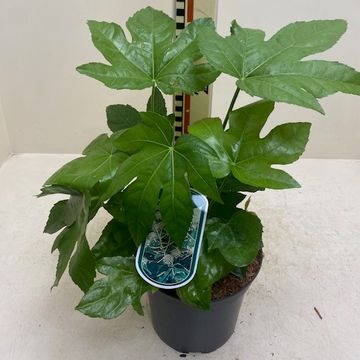 Fatsia japonica