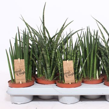 Sansevieria MIX