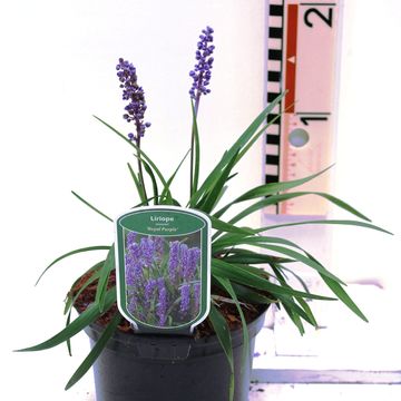 Liriope muscari 'Royal Purple'