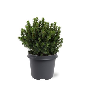 Picea glauca 'Альберта Глоб'