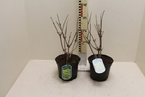 Sambucus nigra GOLDEN TOWER