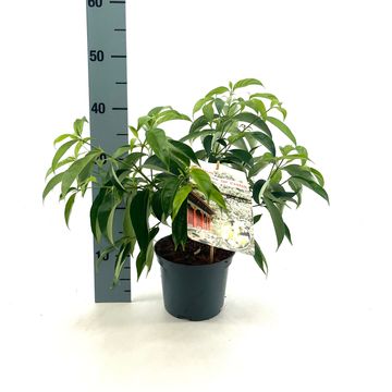 Cornus elliptica EMPRESS OF CHINA