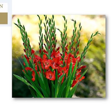 Gladiolus GLAMINI PAUL