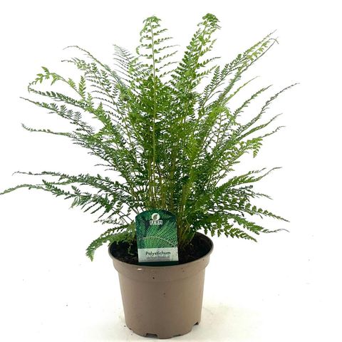 Polystichum setiferum 'Proliferum'
