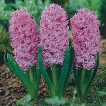 Hyacinthus orientalis 'Pink Pearl'