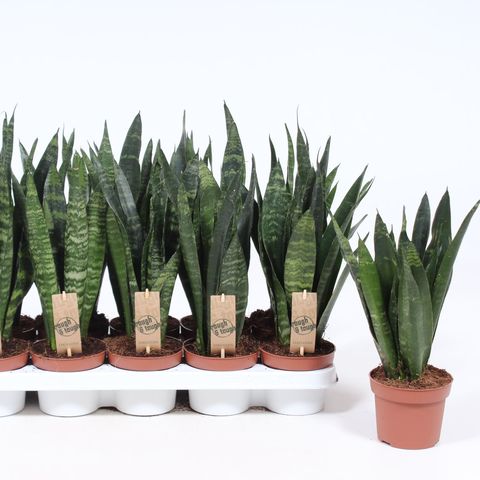 Sansevieria trifasciata 'Black Coral' — Plant Wholesale FlorAccess