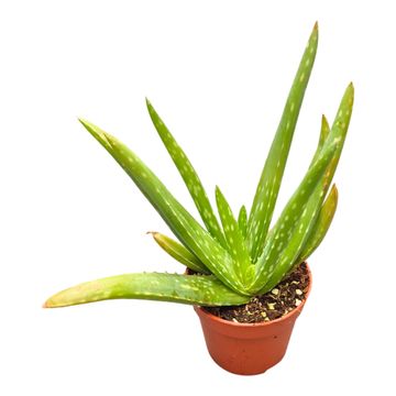 Aloe vera GREY