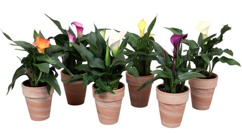 Zantedeschia MIX Zantedeschia MIX