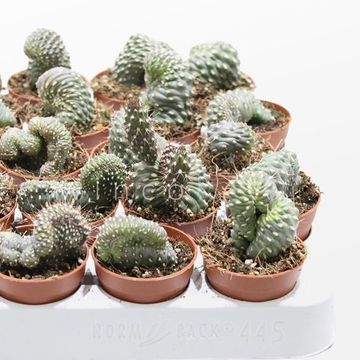 Cylindropuntia fulgida cristata