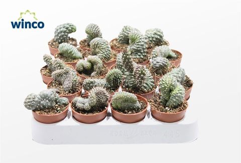 Cylindropuntia fulgida cristata