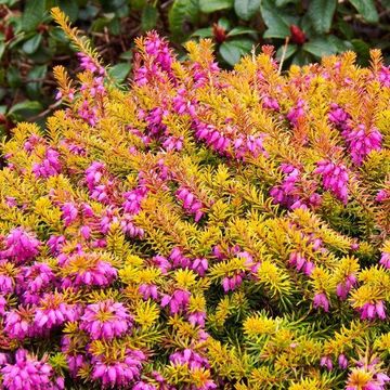 Erica carnea WHISKY