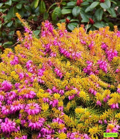 Erica carnea WHISKY