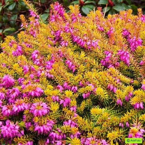 Erica carnea WHISKY