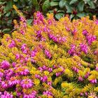 Erica carnea WHISKY