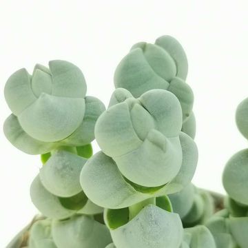 Crassula arta