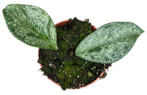 Hoya obovata 'Splash'