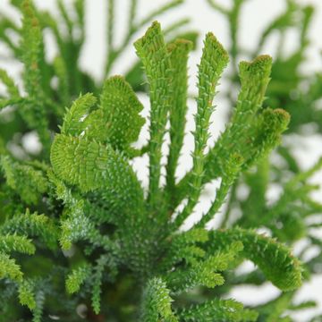 Chamaecyparis obtusa 'Brigitte'