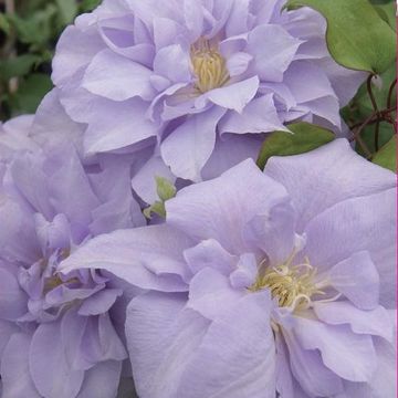 Clematis 'Louise Rowe' (EL)