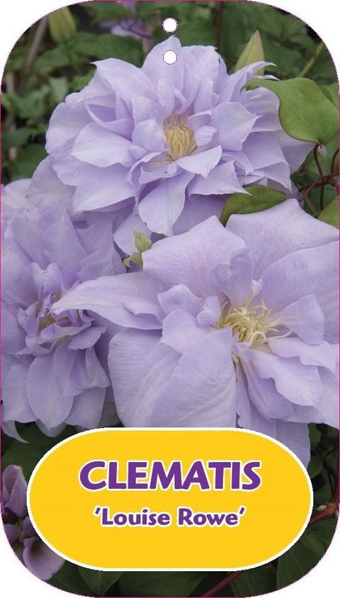 Clematis 'Louise Rowe' (EL)