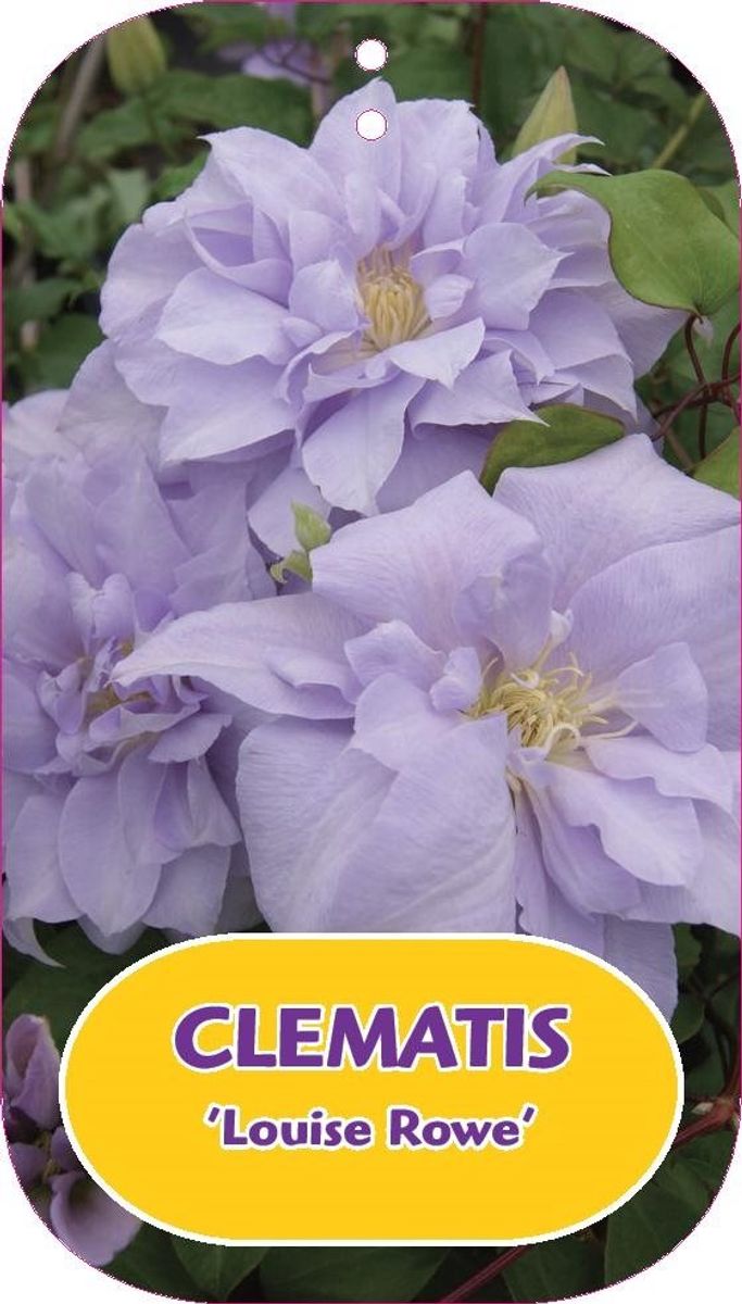 Clematis 'Louise Rowe' (EL) — Plant Wholesale FlorAccess