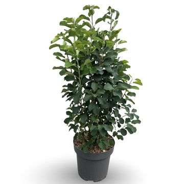 Amelanchier alnifolia 'Obelisk'