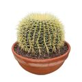 Echinocactus grusonii