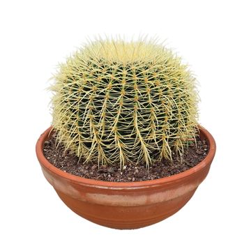 Echinocactus grusonii