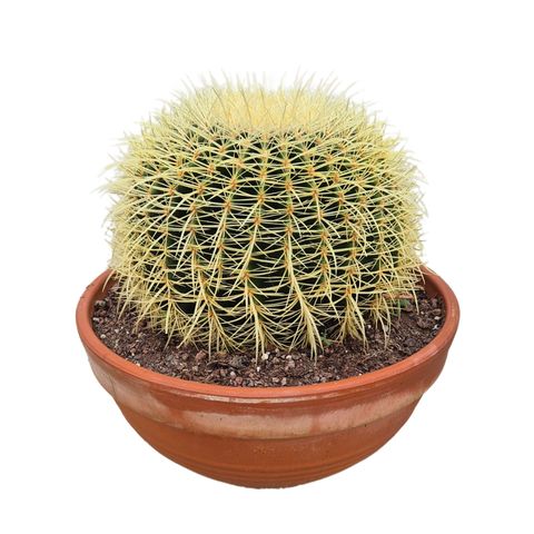 Echinocactus grusonii