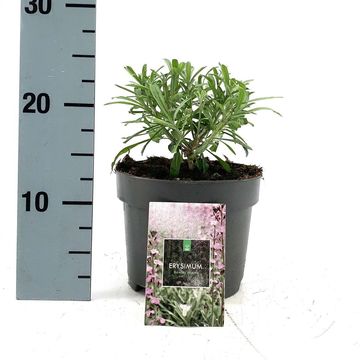 Erysimum 'Bowles' Mauve'