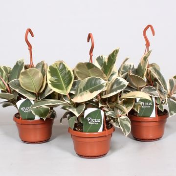 Ficus elastica 'Tineke'