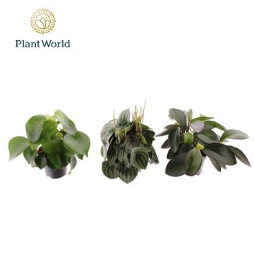 Peperomia MIX