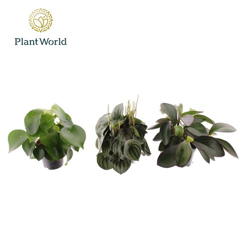 Peperomia MIX