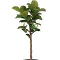 Ficus elastica CLOE