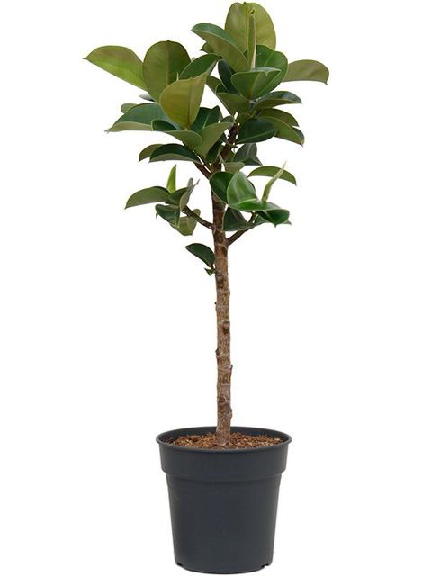 Ficus elastica CLOE