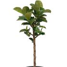 Ficus elastica CLOE