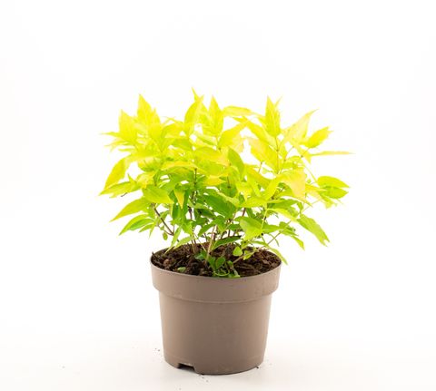 Diervilla rivularis HONEYBEE