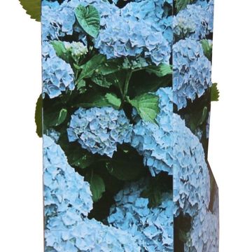 Hydrangea macrophylla EARLY BLUE