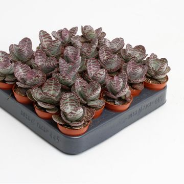 Kalanchoe humilis 'Zebra'