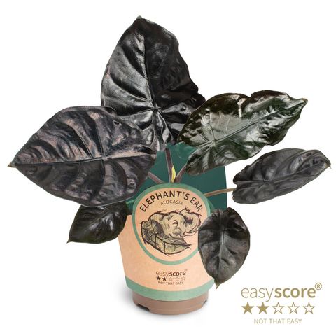 Alocasia infernalis BLACK MAGIC