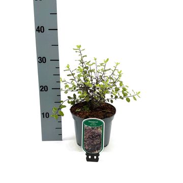 Pittosporum tenuifolium 'Tom Thumb'