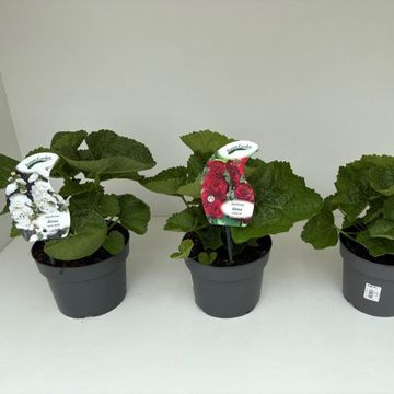 Alcea rosea MIX