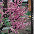 Prunus triloba