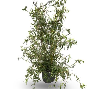 Salix 'Erythroflexuosa'