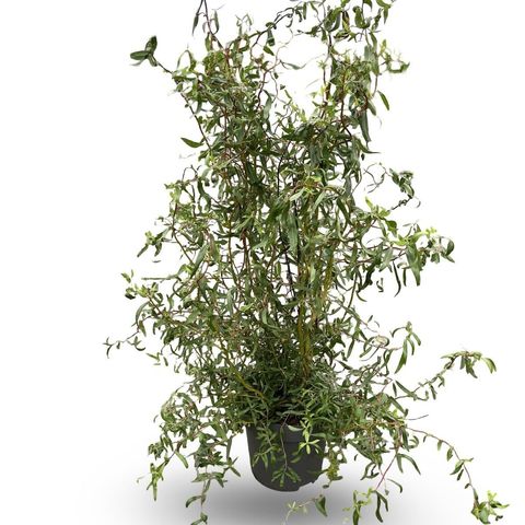 Salix 'Erythroflexuosa'