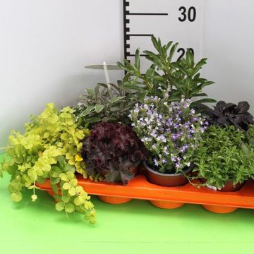 Garden Plants MIX