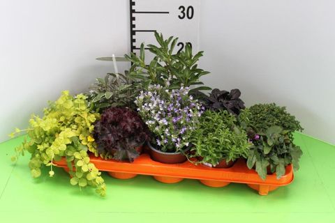 Garden Plants MIX