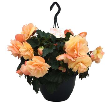 Begonia FRAGRANT FALLS PEACH