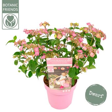 Hydrangea serrata 'Pink Petticoat'