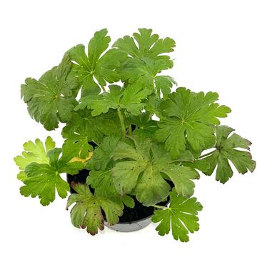 Geranium macrorrhizum 'Album'